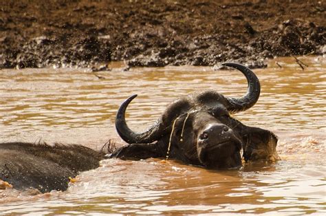 Buffalo Water South Africa - Free photo on Pixabay - Pixabay