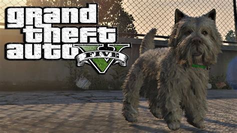 NEW GTA 5 - PLAY AS A DOG - Easter Egg Tutorial Guide Peyote Locations I GTA V XBOX ONE - YouTube