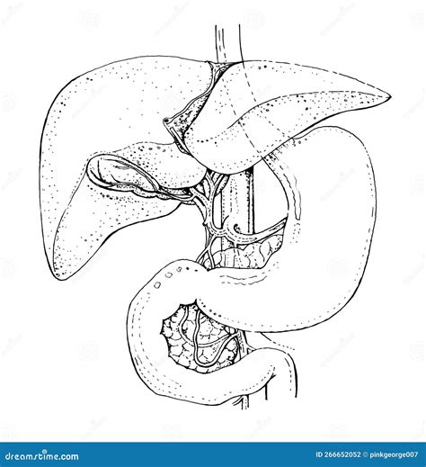 Human Gall Bladder and Liver Anatomy - Detailed Black and White Ink ...