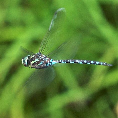 Green Darner Dragonfly - Learn About Nature