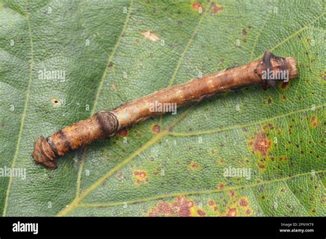 Dorsal view of Scorched Wing moth caterpillar (Plagodis dolabraria ...