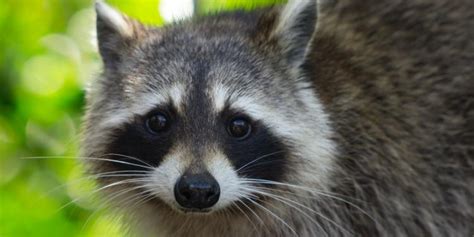 The Raccoon and Invasive Alien Species Management | Eurogroup for Animals