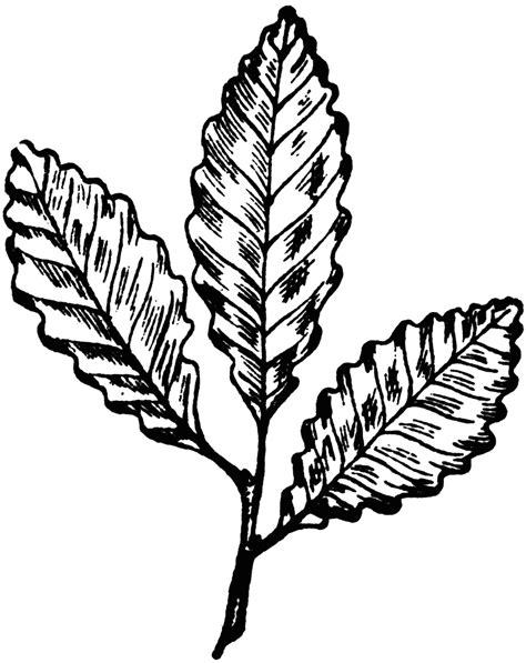 Chestnut-Oak Leaf | ClipArt ETC