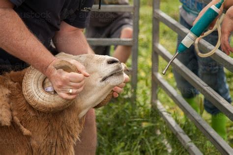 Image of Drenching sheep for worms on a family farm - Austockphoto