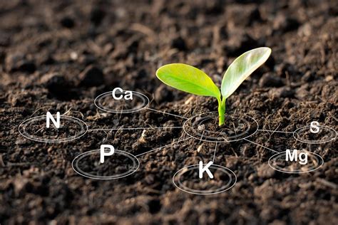 Nutrient Mobility in Soil & Plants