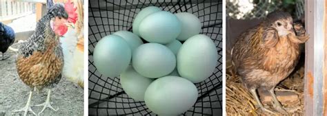 BLUE EGG LAYING BREEDS | Backyard Chickens Mama