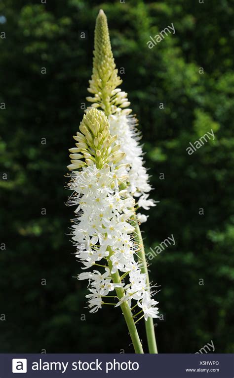 Foxtail Lily High Resolution Stock Photography and Images - Alamy