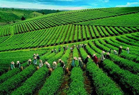 Flower tea as a part of Vietnam culture | People & culture