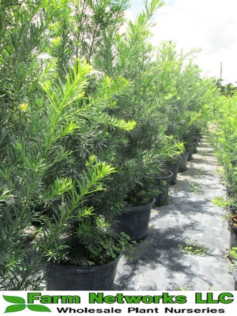 Podocarpus (Podocarpus Macrophyllus), Podocarpus Maki, Podocarpus Hedges, Podocarpus Trees ...