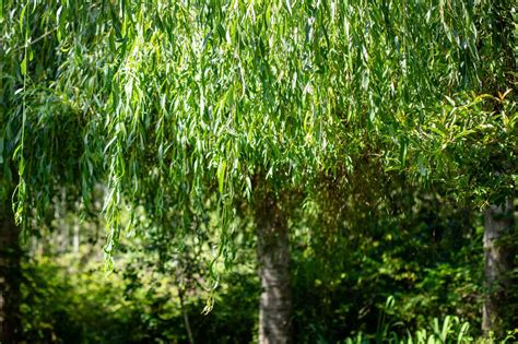 How to Grow and Care for a Weeping Willow Tree