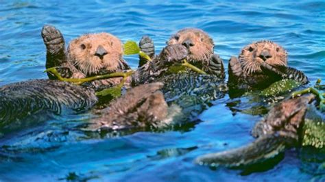 BBC - Future - Sea otters: Saving kelp forests and our climate