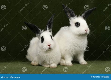 Twin rabbits stock image. Image of young, face, twin, rodent - 4376163