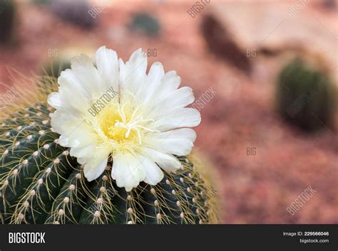 Cactus Flower Desert Image & Photo (Free Trial) | Bigstock