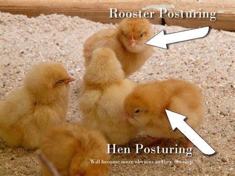 How to Sex Chickens: 5 Methods To Determine Hen Or Rooster