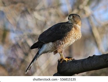 Cooper_hawk Images, Stock Photos & Vectors | Shutterstock