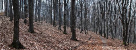 Early spring forest stock photo. Image of nature, countryside - 30306434