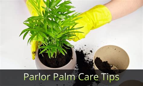 Parlor Palm Care Tips (Chamaedorea Elegans/Neanthe Bella) - EmbraceGardening