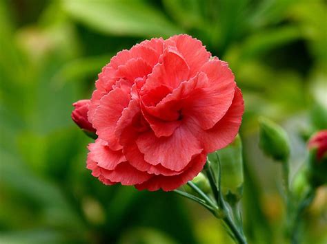 Beautiful Red Carnation - Colors Photo (34691879) - Fanpop