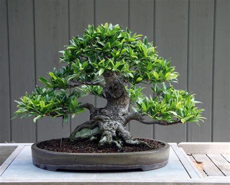 Unusual Bonsai