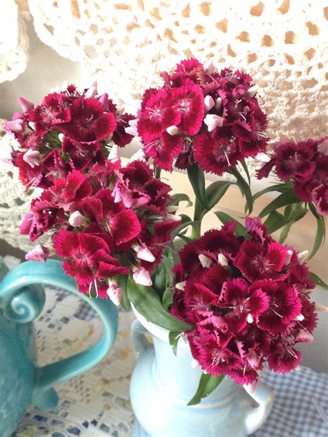 Sweet William Bouquet