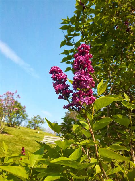 Liliana Usvat - Reforestation and Medicinal use of the Trees : Lilac ...