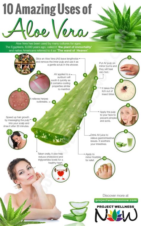 10 AMAZING USES OF ALOE VERA - Project Wellness Now | Aloe vera, Aloe vera skin care, Aloe vera ...