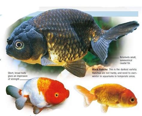 15 Awesome different Types of Goldfish (With Pictures) 2019 | Goldfish ...