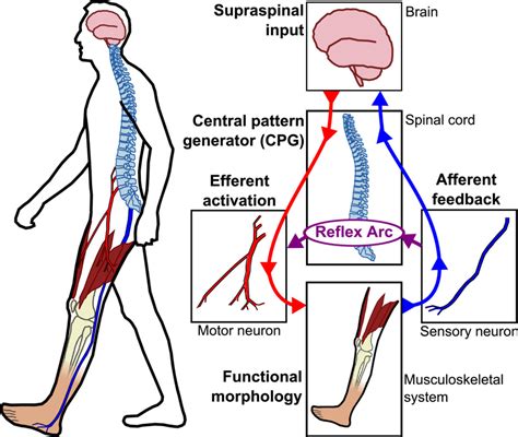 Nominal sensory-motor control loop for human locomotion. Motion... | Download Scientific Diagram