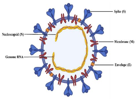 Schematic diagram of coronavirus particle. The 26-32 kb long viral... | Download Scientific Diagram