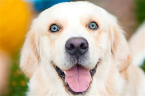 Answered: Can Golden Retrievers Have Blue Eyes?