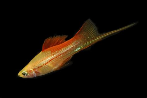 Green Swordtail Fish | Exotic Tropical Ornamental Fish Photos With ...