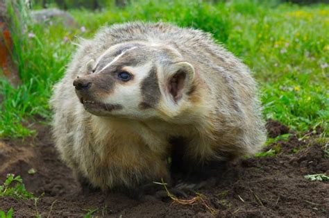 About American Badger - Behavior, Diet, Characteristics, & Facts