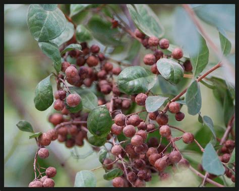 Lawsonia inermis – eFlora of India