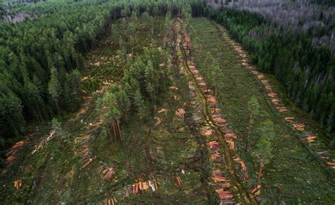 365 Days of Climate Awareness 295 – Deforestation in the Russian Taiga ...