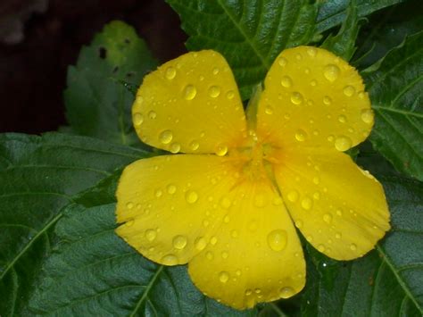 Nana's Nature Photography: Raindrops on a Flower