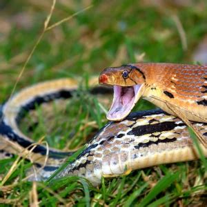 Common Trinket Snake - Facts, Diet, Habitat & Pictures on Animalia.bio