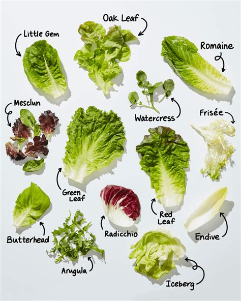 Types of Lettuce: A Visual Guide to Salad Greens | The Kitchn