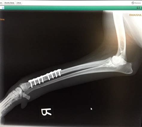 About a Dog and His Broken Leg: How it was Fixed with Orthopedic Surgery | Steeples Veterinary ...