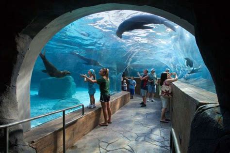 InPark Magazine – PGAV Designed Sea Lion Sound at St Louis Zoo Turns Five