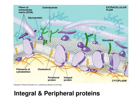 PPT - Chapter 7: Warm-Up 1 PowerPoint Presentation, free download - ID:336743