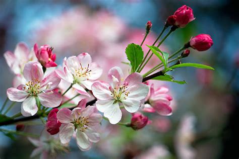 Apple Blossom Pictures, Images and Stock Photos - iStock