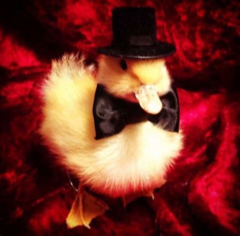 Top Hat Duckling | Ducklings, Top hat, Hats