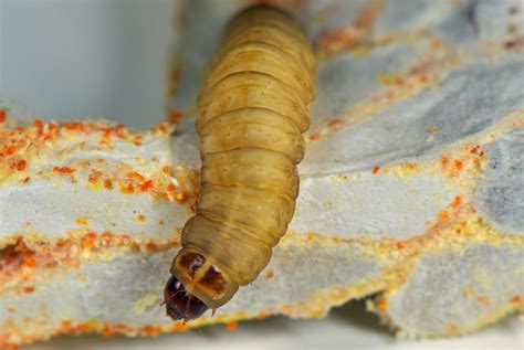 The good life: Wax moth larva