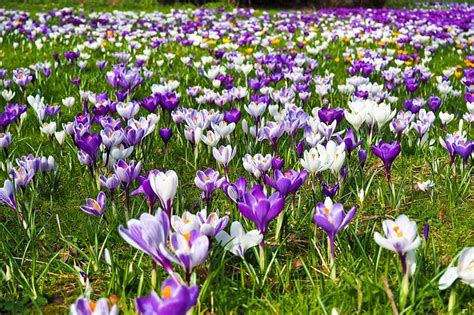 Saffron Flowers / Crocus | زعفران کے پھول - fasalbachao.com