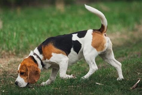 Beagle: carácter, relación con los niños, cría y precio - Micachorro.net