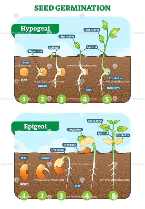 Grass Seed Germination Chart