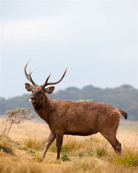 Horton Plains National Park | Attractions in Nuwara Eliya | Love Sri Lanka