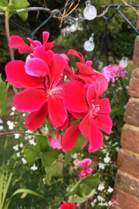 Trailing Geranium | Geraniums, Hanging baskets, Garden