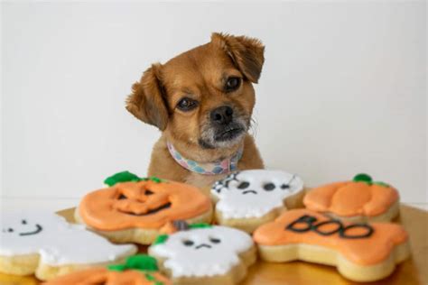 7 Halloween Dog Treats That Are Scary Good