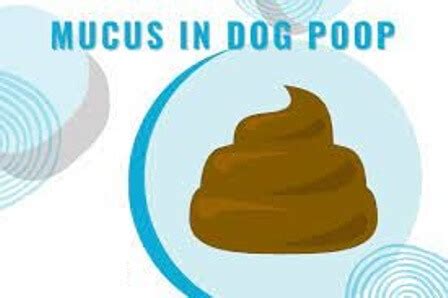 15 Causes of Mucus in Dog's Stool : Poop With Mucus in Dog - PetCareStores